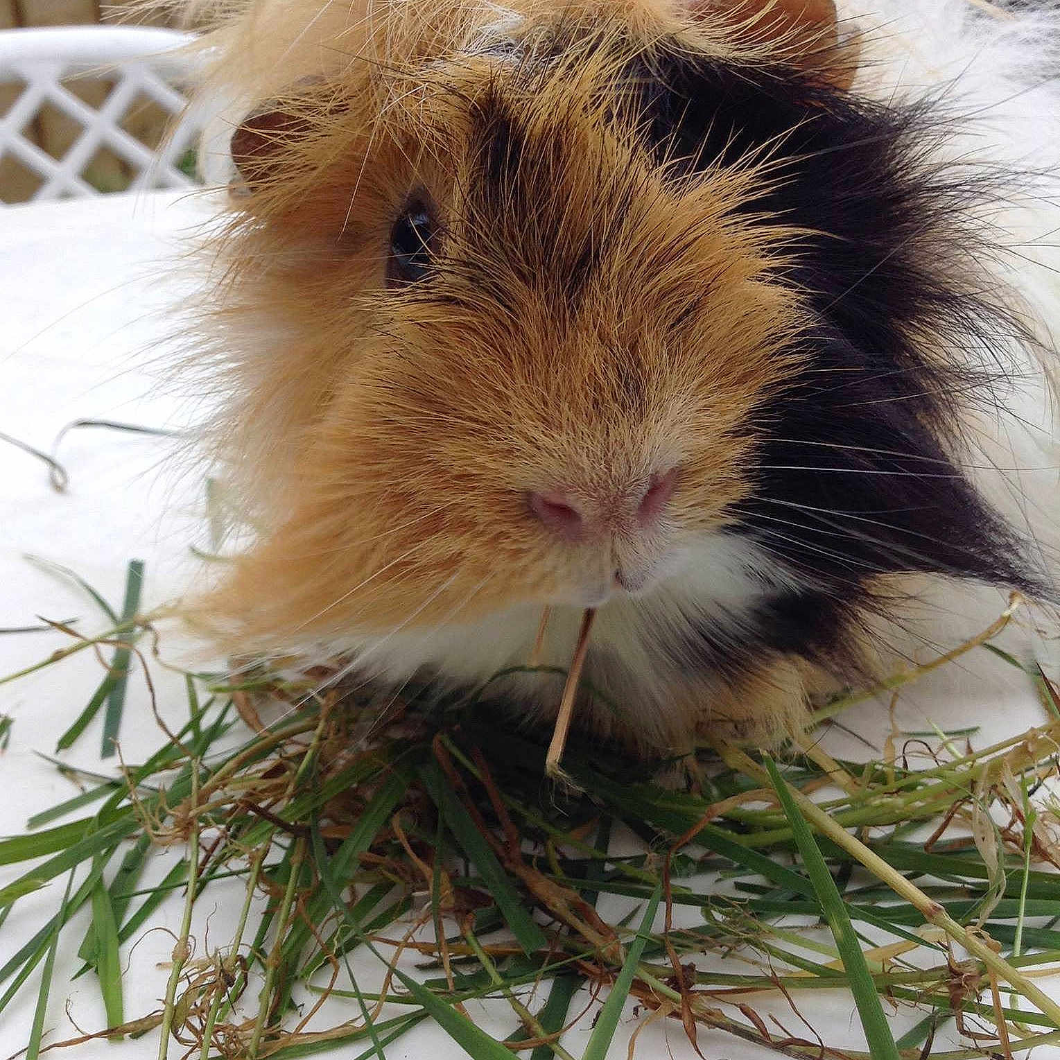 Mr Fluff