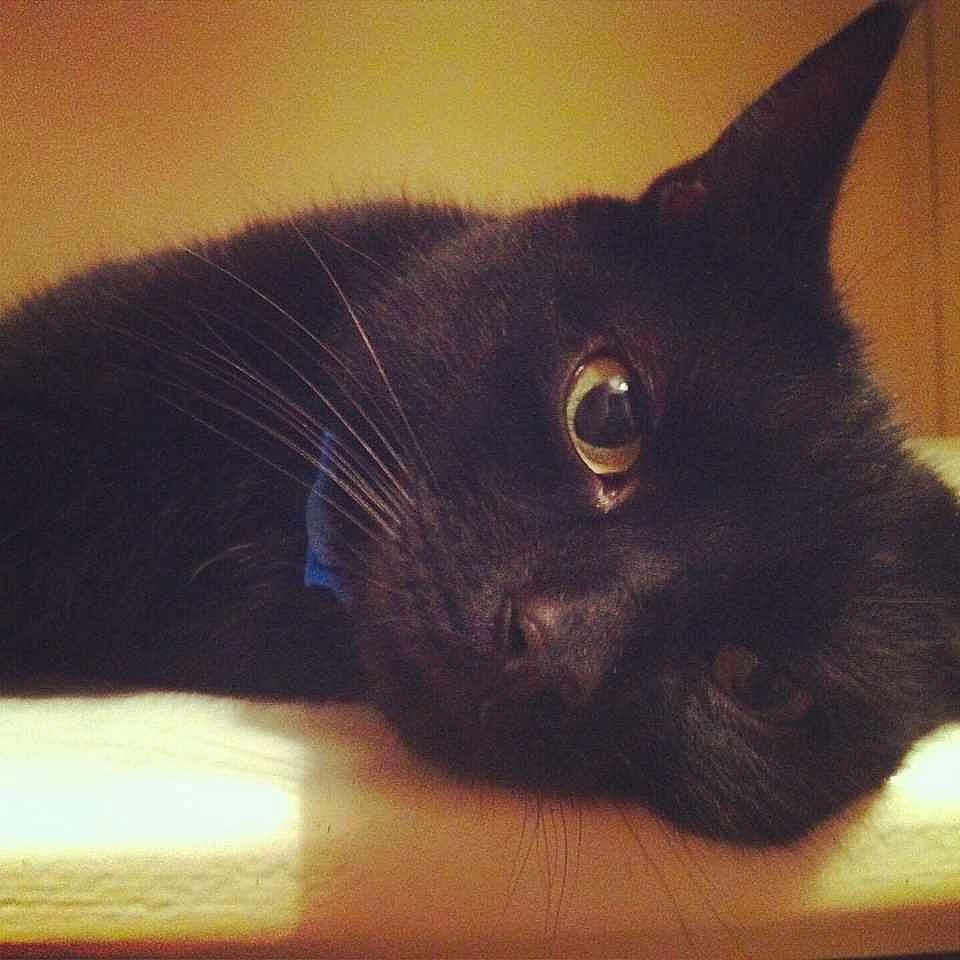 Sooty