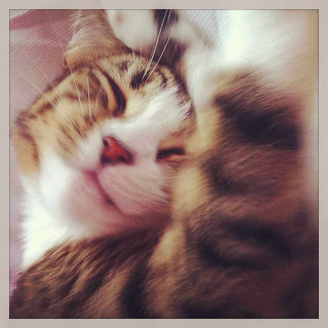 Tilly
