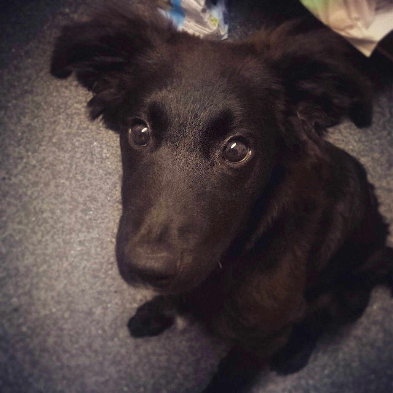 Prince