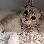Mavis is registered to the contest to win money with this photo: cat, kitten, feline, pet, animal, portrait, close_up, wide_eyed, fluffy, fur, cream_colored, blue_eyes, collar, bell, purple_collar, whiskers, paws, blanket, indoors, cozy