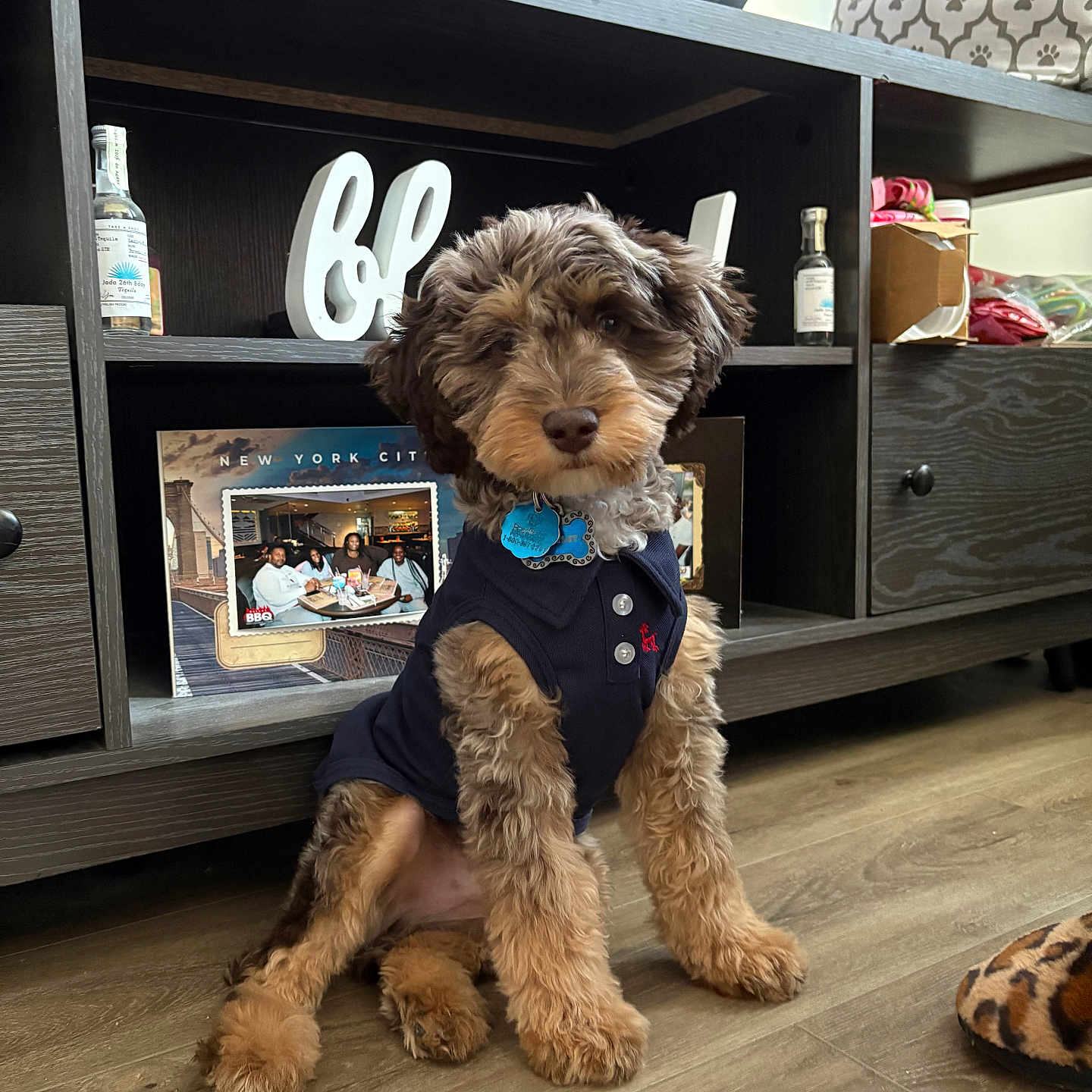 Bentley joined the competition — help win amazing prizes! animal, black, brown, curly_fur, cute, decor, dog, floor, flooring, furniture, home, indoor, leash_tag, pet, photo_frame, puppy, shirt, sitting, toy, wooden_shelf
