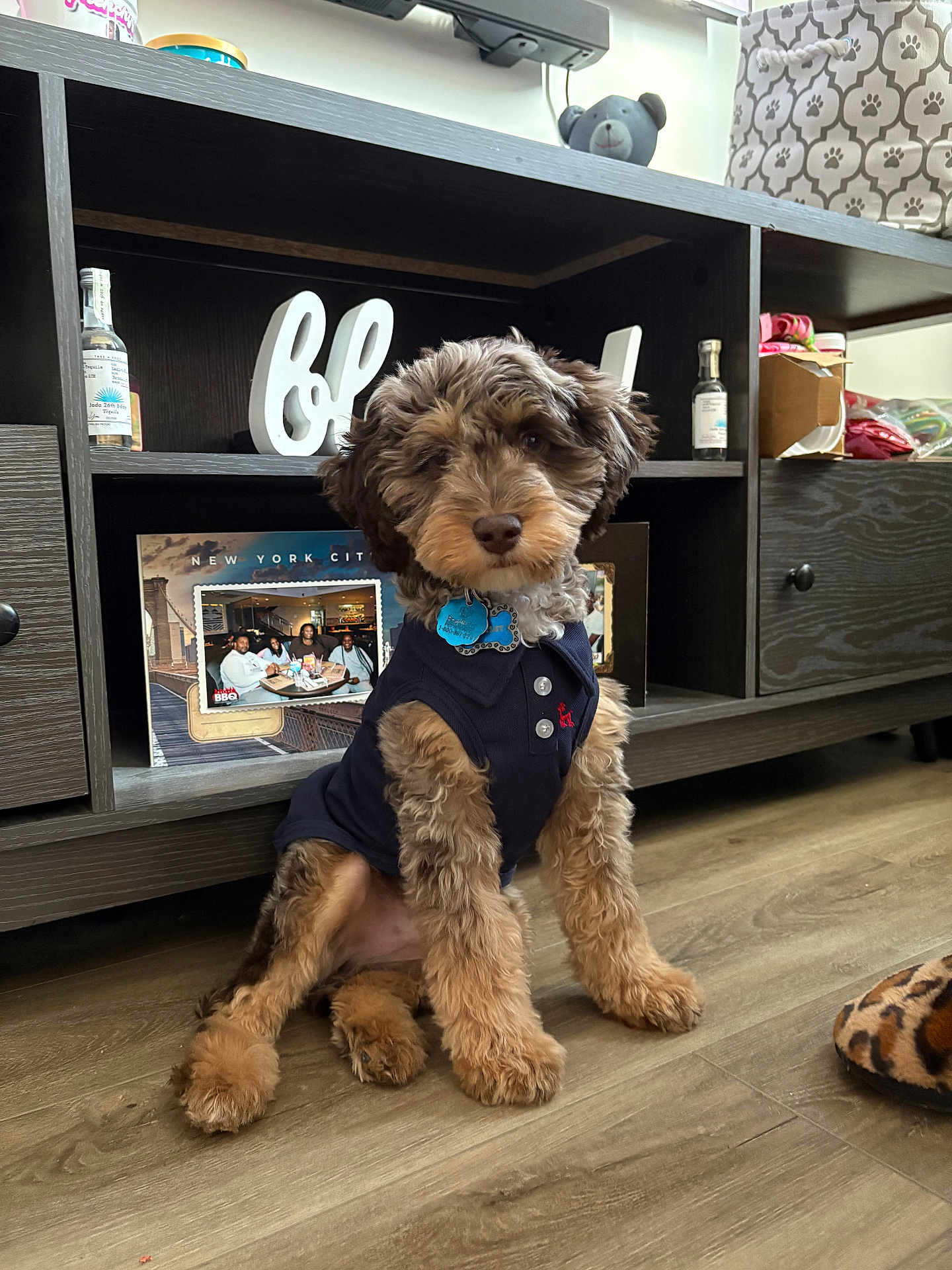 Bentley joined the competition — help win amazing prizes! puppy, dog, pet, indoor, floor, sitting, curly_fur, shirt, wooden_shelf, photo_frame, decor, toy, leash_tag, flooring, cute, animal, furniture, brown, black, home