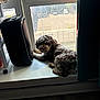 Bentley joined the competition — help win amazing prizes! dog, window, windowsill, speaker, curtain, indoor, sunlight, fluffy, pet, floor, furniture, relaxing, looking, brown, black, fur, home, quiet, daylight, cozy