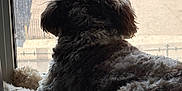 Bentley joined the competition — help win amazing prizes! dog, curly_fur, window, windowsill, looking_out, indoor, pet, animal, furry, relaxed, side_view, daylight, light, shadow, resting, domestic_animal, companion, quiet, curiosity, paws