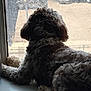 dog, curly_fur, window, windowsill, looking_out, indoor, pet, animal, furry, relaxed, side_view, daylight, light, shadow, resting, domestic_animal, companion, quiet, curiosity, paws