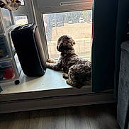 Bentley joined the competition — help win amazing prizes! dog, windowsill, window, speaker, curtain, floor, indoor, pet, furniture, resting, sunlight, looking_out, cozy, domestic, home, curly_fur, quiet, daylight, relaxing, back_view