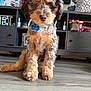Bentley is registered to the contest to win money with this photo: dog, puppy, curly_fur, pet, indoor, floor, living_room, furniture, television, sitting, cute, brown, fluffy, collar, tag, wooden_floor, shelf, home, cozy, domestic
