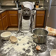 Noah participe au concours pour gagner de l'argent avec cette photo : animal, apron, bag_of_flour, bowl, cat, chef_hat, countertop, eggshell, flour, funny, gray_cat, indoor, kitchen, kitchen_utensils, mess, pet, pot, refrigerator, stove, wooden_cabinets