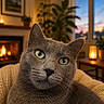 Noah participe au concours pour gagner de l'argent avec cette photo : candlelight, cat, close_up, cozy, curious, feline, fireplace, fur, gray_cat, green_eyes, home, indoor, knitted_blanket, pet, portrait, relaxed, sunset, warm_lighting, whiskers, window