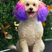 Alice joined the competition — help win amazing prizes! bow, close_up, colorful_fur, curly_fur, dog, dyed_ears, foliage, green_background, groomed, grooming_table, happy, pet, pink_ears, poodle, portrait, purple_ears, sitting, smiling, tongue_out, white_fur