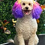 bow, close_up, colorful_fur, curly_fur, dog, dyed_ears, foliage, green_background, groomed, grooming_table, happy, pet, pink_ears, poodle, portrait, purple_ears, sitting, smiling, tongue_out, white_fur