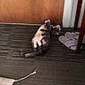 Daisy Mae joined the competition — help win amazing prizes! cat, carpet, door, slippers, toy, floor, wood, pet, relaxed, indoor, feline, fur, animal, playing, resting, home, cozy, cute, domestic, paw