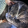 Daisy Mae joined the competition — help win amazing prizes! cat, sleeping, paw, fur, cozy, blanket, pet, animal, closeup, whiskers, cute, resting, indoor, feline, soft, relaxed, nap, tabby, warm, comfort