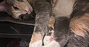 Daisy Mae joined the competition — help win amazing prizes! cat, paw_pads, fur, shelf, fabric, stone, resting, cozy, indoor, close_up, patterned_cloth, pink_paws, relaxed, sleepy, whiskers, cute, animal, pet, feline, soft