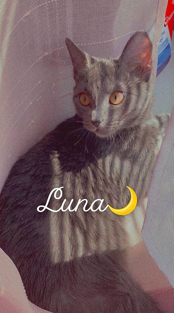 Luna joined the competition — help win amazing prizes! carnivore, cat, cat_supply, comfort, domestic_short_haired_cat, felidae, font, fur, grey, internet_meme, paw, pet_supply, photo_caption, sitting, small_to_medium_sized_cats, square, tail, whiskers