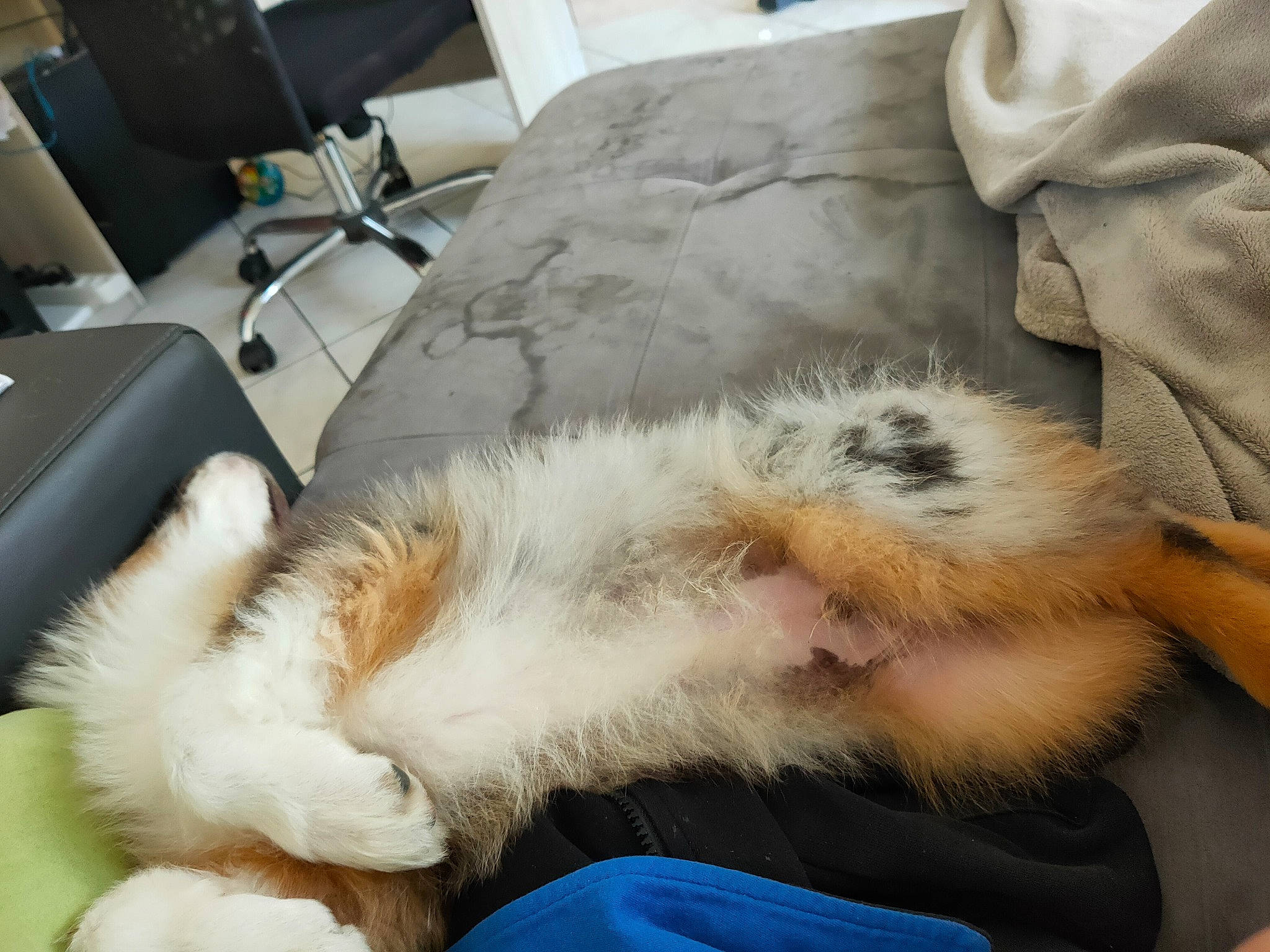 Toto a rejoint le concours — aidez-le/la à gagner de superbes lots ! canidae, carnivore, cat, claw, comfort, companion_dog, dog_breed, domestic_short_haired_cat, felidae, fur, fur_clothing, lap, mammal, nap, paw, sleep, small_to_medium_sized_cats, sporting_group, tail, whiskers