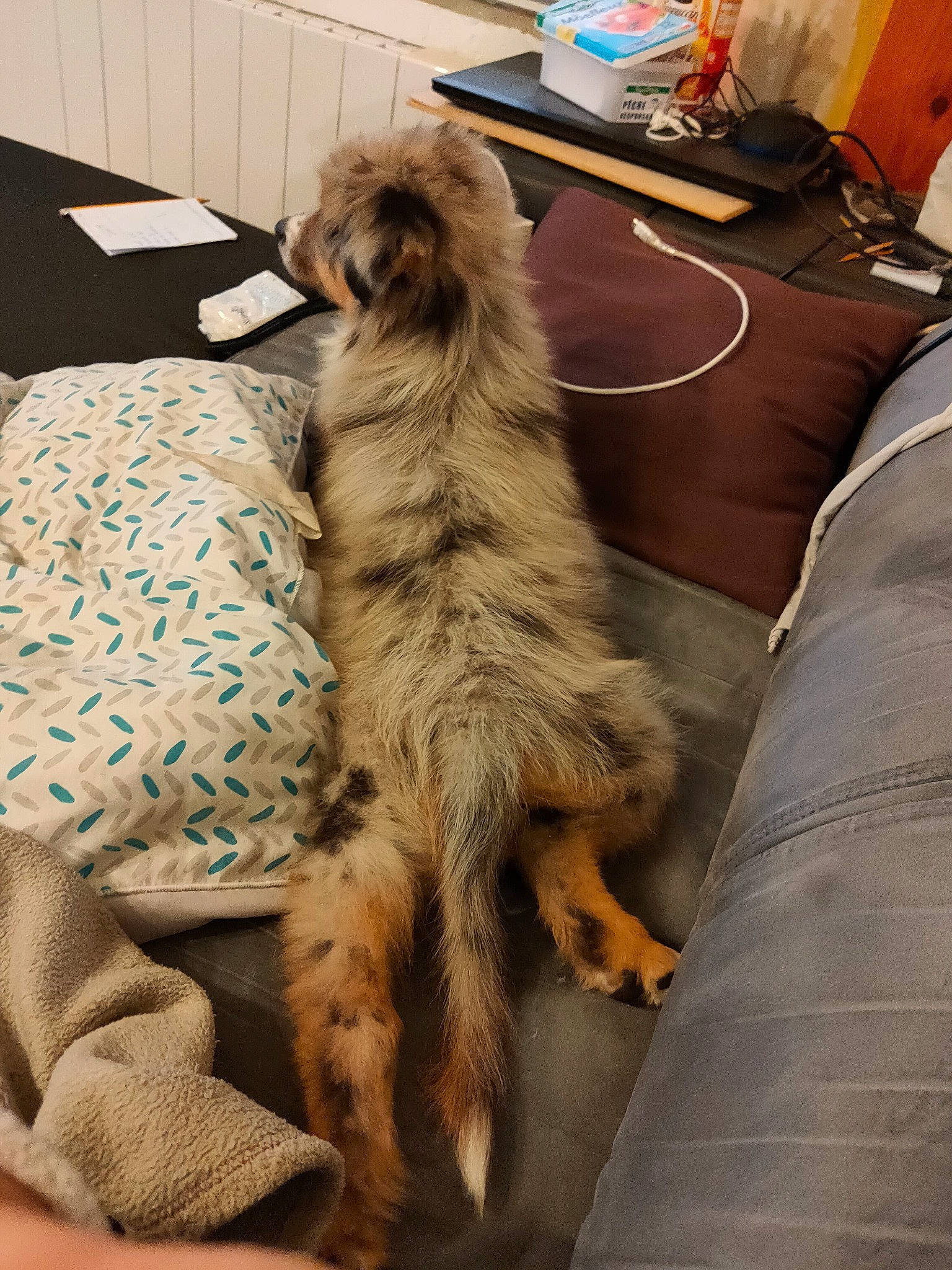 Toto a rejoint le concours — aidez-le/la à gagner de superbes lots ! canidae, carnivore, claw, comfort, companion_dog, dog, dog_breed, fawn, felidae, flooring, fur, luggage_and_bags, paw, room, small_to_medium_sized_cats, sporting_group, table, tail, whiskers, wood