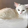 Roxane a rejoint le concours — aidez-le/la à gagner de superbes lots ! cat, white_cat, fluffy, pet, animal, indoor, resting, feline, portrait, cute, looking_away, soft_fur, closeup, domestic_cat, relaxed, whiskers, ears, face, nose, story_screenshot