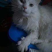 Roxane a rejoint le concours — aidez-le/la à gagner de superbes lots ! cat, white_cat, fluffy, pet, animal, close_up, indoor, feline, fur, whiskers, paw, blue_surface, relaxed, portrait, looking_up, mammal, domestic_animal, cute, soft, resting