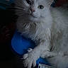 cat, white_cat, fluffy, pet, animal, close_up, indoor, feline, fur, whiskers, paw, blue_surface, relaxed, portrait, looking_up, mammal, domestic_animal, cute, soft, resting