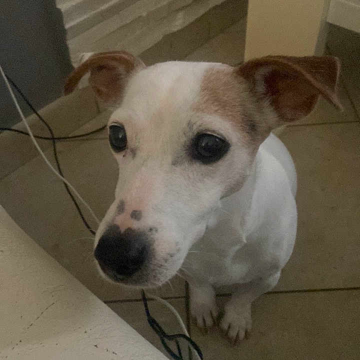Joy a rejoint le concours — aidez-le/la à gagner de superbes lots ! dog, small_dog, indoor, floor, tile_floor, white_fur, brown_fur, ears, curious, looking_up, pet, animal, cable, wall, furniture, corner, snout, black_nose, close_up, domestic