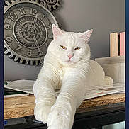 Raphael a rejoint le concours — aidez-le/la à gagner de superbes lots ! cat, white_cat, indoor, clock, gears, wooden_surface, relaxed, stretching, feline, pet, animal, decor, time, wall_clock, closeup, portrait, home, furniture, table, gray_wall