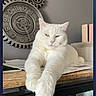 cat, white_cat, indoor, clock, gears, wooden_surface, relaxed, stretching, feline, pet, animal, decor, time, wall_clock, closeup, portrait, home, furniture, table, gray_wall