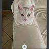 Raphael a rejoint le concours — aidez-le/la à gagner de superbes lots ! cat, white_cat, sofa, armrest, indoor, pet, animal, feline, looking_at_camera, floor, tile_floor, calm, curious, resting, domestic_animal, home, quiet, seated, fur, ears