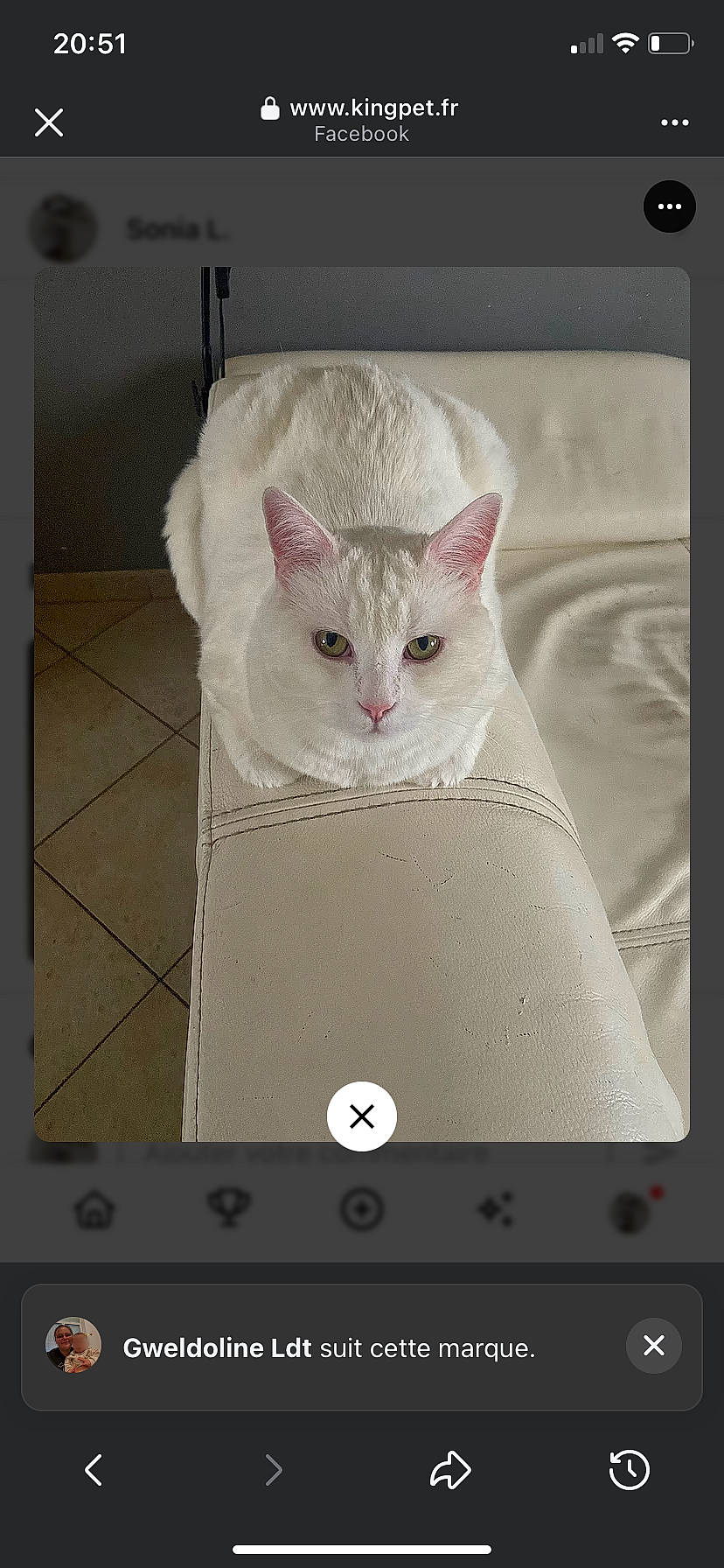 Raphael participe au concours pour gagner de l'argent avec cette photo : animal, armrest, cat, couch, cream_color, ears, eyes, face, feline, fur, home_interior, indoor, looking_at_camera, pet, resting, social_media_interface, text_overlay, tile_floor, whiskers, white_cat