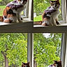 cat, calico_cat, pet, animal, sweater, crochet, purple_clothing, window, windowsill, indoor, outdoor, garden, trees, greenery, collage, four_panel, sitting, fluffy, whiskers, portrait
