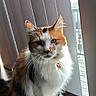 Ariel joined the competition — help win amazing prizes! cat, calico_cat, fluffy, longhaired, pet, animal, portrait, sitting, windowsill, window, indoors, sunlight, blinds, whiskers, green_eyes, fur, collar, charm, closeup, calm