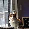 Ariel is registered to the contest to win money with this photo: cat, calico_cat, fluffy, pet, animal, sitting, window, indoors, home, cat_tree, scratching_post, carpet, letter_board, decor, natural_light, portrait, fur, white_fur, orange_fur, black_fur