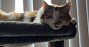 Ariel is registered to the contest to win money with this photo: cat, calico_cat, pet, feline, sleepy, lounging, cat_tree, platform, indoors, window, blinds, sunlight, portrait, fur, whiskers, face, eyes, relaxed, home, vertical_photo