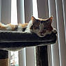cat, calico_cat, pet, feline, sleepy, lounging, cat_tree, platform, indoors, window, blinds, sunlight, portrait, fur, whiskers, face, eyes, relaxed, home, vertical_photo