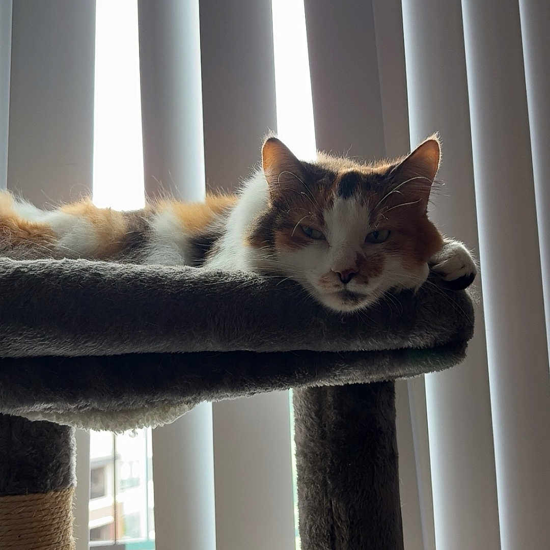 Ariel is registered to the contest to win money with this photo: cat, calico_cat, pet, feline, sleepy, lounging, cat_tree, platform, indoors, window, blinds, sunlight, portrait, fur, whiskers, face, eyes, relaxed, home, vertical_photo