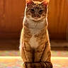 cat, orange_tabby, sitting, floor, rainbow_light, prism, wooden_background, indoor, pet, animal, feline, tail, ears, whiskers, shadow, colorful, cozy, domestic, cute, calm