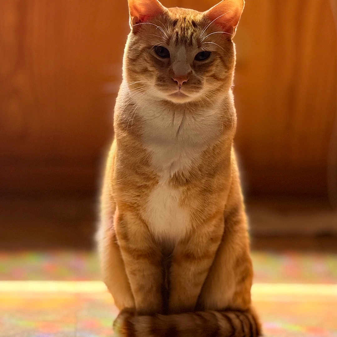 Cheeto