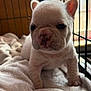 puppy, dog, french_bulldog, crate, blanket, bedding, cage, close_up, portrait, cute, wrinkled_face, fur, ears, nose, eyes, paw, indoor, soft_texture, pet, young