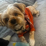 Loso is registered to the contest to win money with this photo: dog, small_dog, pet, plaid_shirt, orange_clothing, blanket, soft_texture, indoor, cute, fur, paw, collar, tag, lying_down, looking_up, cozy, companion, animal, domestic, friendly