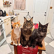 Bigfoot is registered to the contest to win money with this photo: cat, orange_cat, black_cat, tabby_cat, table, kitchen, window, door, red_table_runner, floor_tiles, white_cabinets, curtains, pets, animal, feline, indoor, wooden_table, home, curious, three_cats