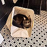 Bigfoot joined the competition — help win amazing prizes! cat, basket, fabric, floor, tile_floor, black_and_white, hexagonal_tiles, indoor, pet, feline, fur, whiskers, curled_up, resting, towel, wall, black_wall, chair_legs, cozy, looking_at_camera