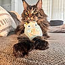 Bigfoot joined the competition — help win amazing prizes! cat, fluffy, tufted_ears, plush_toy, couch, living_room, indoor, pet, feline, close_up, relaxed, cozy, fur, whiskers, curious, home, carpet, paws, toy, animal