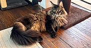 Bigfoot is registered to the contest to win money with this photo: cat, fluffy, indoor, wooden_floor, rug, scratching_post, pet, feline, curious, relaxed, home, domestic, animal, whiskers, tail, ears, fur, toy, cozy, resting