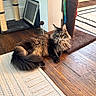 cat, fluffy, indoor, wooden_floor, rug, scratching_post, pet, feline, curious, relaxed, home, domestic, animal, whiskers, tail, ears, fur, toy, cozy, resting