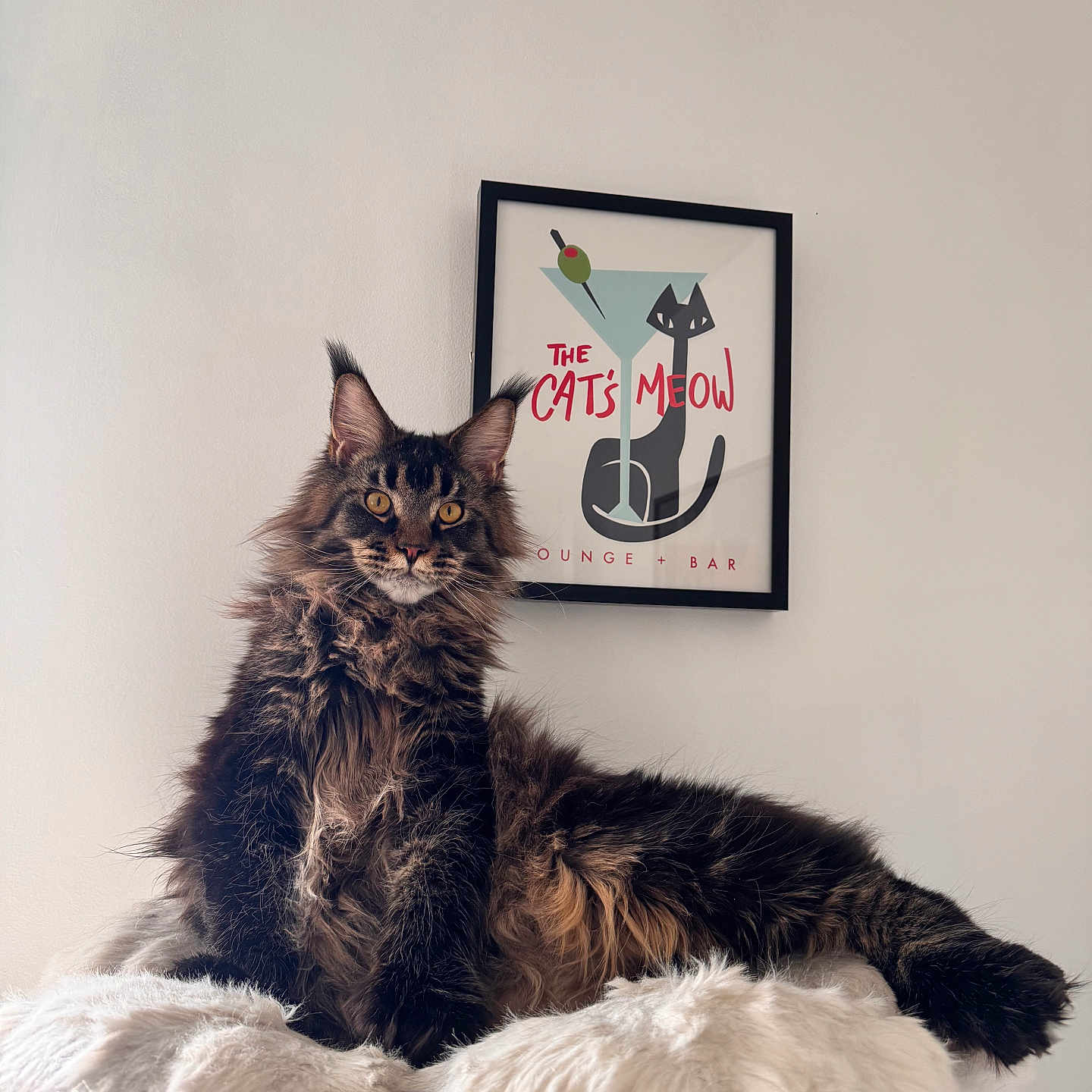 Bigfoot joined the competition — help win amazing prizes! cat, fluffy, amber_eyes, lounging, furry, indoor, pet, portrait, animal, soft_texture, white_background, decor, poster, black_frame, wall_art, relaxed, feline, closeup, domestic_cat, cute