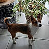 Carl participe au concours pour gagner de l'argent avec cette photo : alert, basket, brown_and_white, curious, decor, dog, domestic_animal, floor, furniture, home, houseplant, indoor, leafy_plant, perky_ears, pet, plant, small_dog, standing, tile_floor, woven_basket