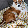 Carl a rejoint le concours — aidez-le/la à gagner de superbes lots ! alert, animal, blanket, brown_and_white, comfort, couch, cozy, curious, cushions, dog, domestic, ears_up, fur, green_throw, indoor, living_room, pet, resting, small_dog, yellow_pattern