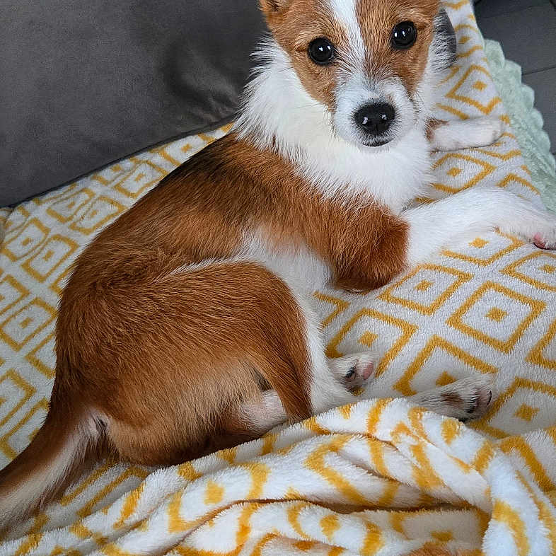 Carl a rejoint le concours — aidez-le/la à gagner de superbes lots ! alert, animal, blanket, brown_and_white, comfort, couch, cozy, curious, cushions, dog, domestic, ears_up, fur, green_throw, indoor, living_room, pet, resting, small_dog, yellow_pattern