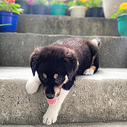 Zoro joined the competition — help win amazing prizes! puppy, dog, stairs, concrete, plants, flower_pots, tongue_out, black_and_white, young_dog, outdoor, cute, pet, animal, walking, step_down, curious, small, fur, playful, nature